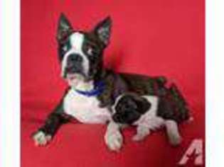 Boston Terrier Puppy for sale in BELLE CENTER, OH, USA