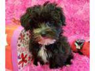 Yorkshire Terrier Puppy for sale in Williamsville, MO, USA