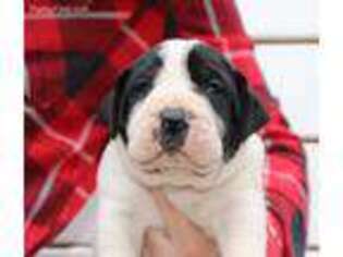 Boerboel Puppy for sale in Tomball, TX, USA