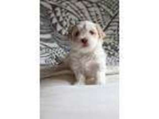 Havanese Puppy for sale in Gulfport, MS, USA