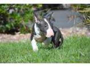 Bull Terrier Puppy for sale in San Diego, CA, USA