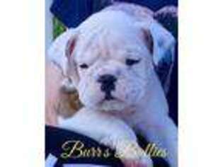 Bulldog Puppy for sale in Peachland, NC, USA
