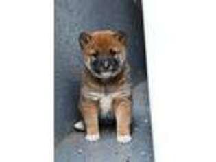 Shiba Inu Puppy for sale in Oskaloosa, KS, USA