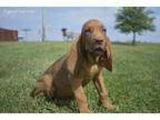 Bloodhound Puppy for sale in Browning, MO, USA