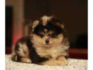 Pomeranian Puppy for sale in Winston Salem, NC, USA