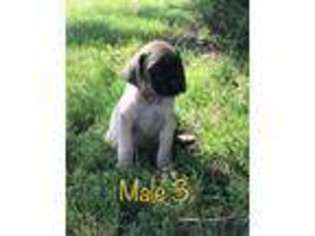 Mastiff Puppy for sale in Lewiston, MN, USA