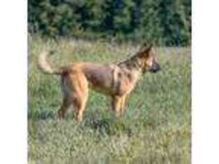Belgian Malinois Puppy for sale in Woodland, WA, USA