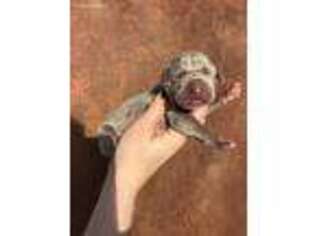 Great Dane Puppy for sale in Staunton, IL, USA