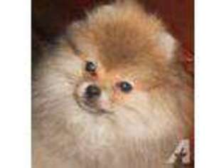 Pomeranian Puppy for sale in FRANKSTON, TX, USA