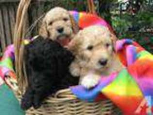 Goldendoodle Puppy for sale in CHIEFLAND, FL, USA