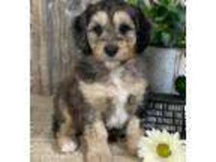 Mutt Puppy for sale in Lagrange, IN, USA