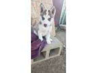 Siberian Husky Puppy for sale in Fountain, CO, USA