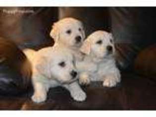 Mutt Puppy for sale in Bryan, OH, USA