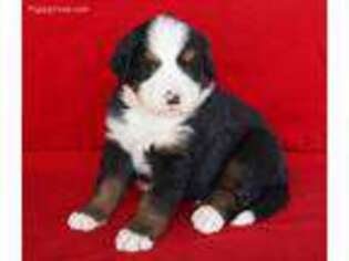 Bernese Mountain Dog Puppy for sale in Topeka, IN, USA