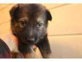 German Shepherd Dog Puppy for sale in Athol, ID, USA