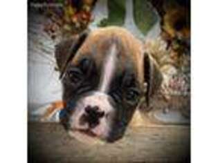 Boxer Puppy for sale in Bonne Terre, MO, USA