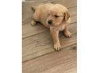 Golden Retriever Puppy for sale in Palm Coast, FL, USA