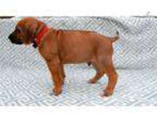 Rhodesian Ridgeback Puppy for sale in Pittsburgh, PA, USA