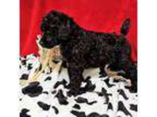 Mutt Puppy for sale in Davenport, WA, USA