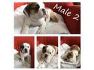 Olde English Bulldogge Puppy for sale in Woodside, NY, USA