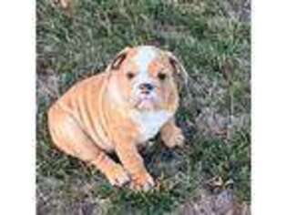 Bulldog Puppy for sale in Sterling Heights, MI, USA
