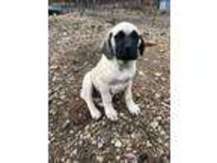 Mastiff Puppy for sale in Heavener, OK, USA