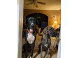 Great Dane Puppy for sale in Nocona, TX, USA
