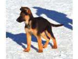 German Shepherd Dog Puppy for sale in RICE, WA, USA