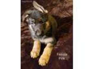 German Shepherd Dog Puppy for sale in Basehor, KS, USA