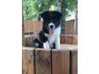 Border Collie Puppy for sale in Waco, TX, USA