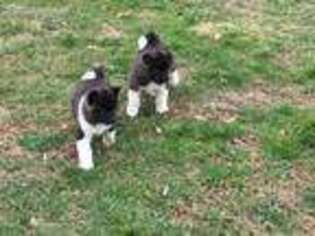 Akita Puppy for sale in Spencer, IN, USA