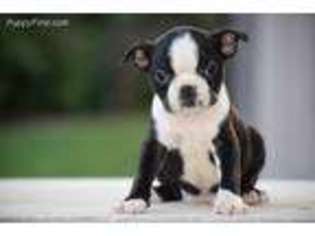 Boston Terrier Puppy for sale in Wooster, OH, USA