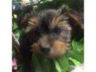 Yorkshire Terrier Puppy for sale in Durango, CO, USA