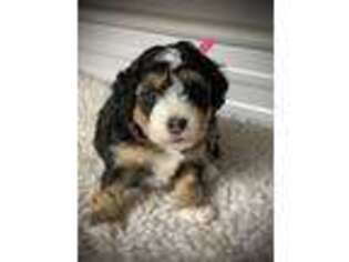 Mutt Puppy for sale in Parker, PA, USA