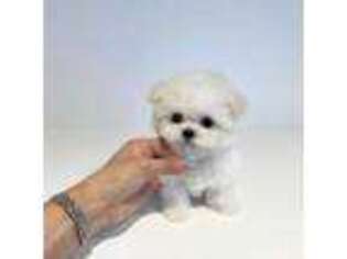 Bichon Frise Puppy for sale in Auburn, CA, USA