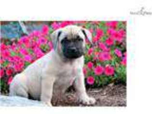 Boerboel Puppy for sale in Lancaster, PA, USA
