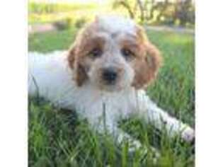 Cavapoo Puppy for sale in Rock Valley, IA, USA