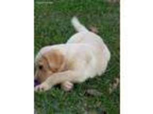 Labrador Retriever Puppy for sale in Natchez, MS, USA
