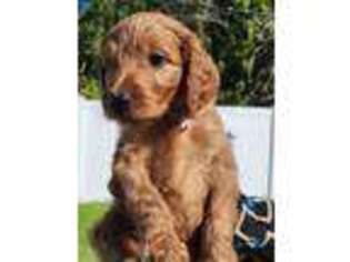 Goldendoodle Puppy for sale in Port Saint Lucie, FL, USA