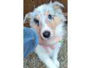 Collie Puppy for sale in Wheatland, MO, USA