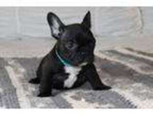 French Bulldog Puppy for sale in Madill, OK, USA