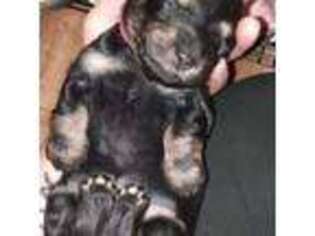 Dachshund Puppy for sale in Springdale, WA, USA