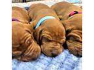Vizsla Puppy for sale in Shoals, IN, USA