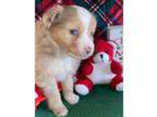 Miniature Australian Shepherd Puppy for sale in Whitesville, KY, USA