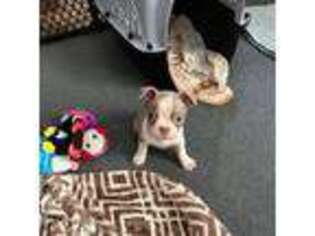Boston Terrier Puppy for sale in Wake Forest, NC, USA