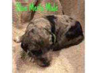 Mutt Puppy for sale in Toddville, IA, USA