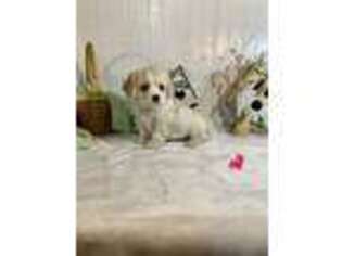 English Toy Spaniel Puppy for sale in Belding, MI, USA
