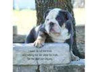 Bulldog Puppy for sale in Sherman, TX, USA