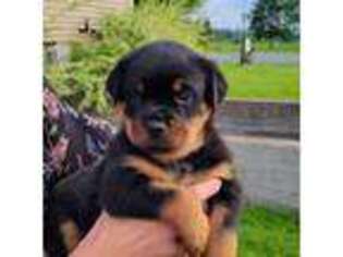 Rottweiler Puppy for sale in Vernon, NY, USA
