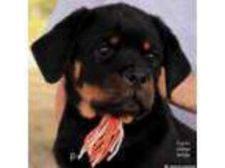 Rottweiler Puppy for sale in Pauls Valley, OK, USA
